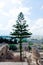 Araucaria evergreen conifer on ruins old and background of new Carthage Tunisia