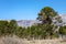 Araucaria forest in the central and northern region of the Neuquen province in Argentine Patagonia