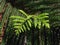 Araucaria Heterophylla, Norfolk Island Pine, Star Pine, Triangle Tree, or Living Christmas Tree Growing in Florida.