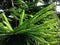 Araucaria Heterophylla, Norfolk Island Pine, Star Pine, Triangle Tree, or Living Christmas Tree Growing in Florida.