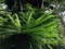 Araucaria Heterophylla, Norfolk Island Pine, Star Pine, Triangle Tree, or Living Christmas Tree Growing in Florida.