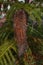Araucaria heterophylla, Pinus Norfolk
