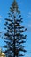 Araucaria Pine Tree