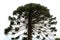 Araucaria pine tree