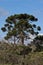 Araucaria Pine Trees