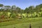 Araucaria pine trees and country houses in a farm hotel in southest of Brazil.