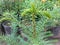 Araucaria plant Norfolk Island Pine closeup view