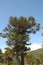 Araucaria, symbol of Chile