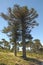 Araucaria, symbol of Chile