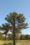 Araucaria, symbol of Chile