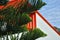 Araucaria Tree Branches Orange Design Building Blue Sky Background Concept