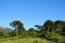 Araucaria tree forest