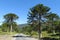 Araucaria tree forest near the asphalt road