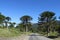 Araucaria tree forest near the road