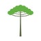 Araucaria tree isolated on white background. araucaria design vector flat illustration