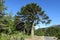 Araucaria tree near the road