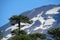 Araucaria tree and snow covered volcano mountain