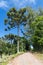 Araucaria trees and dirty road