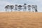 Araucaria trees on horizon of a field and clouds