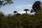 Araucaria trees with volcano in the background