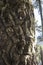 Araucaria trunk of the