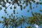 Araucarias branches in front of blue skies