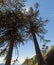 Araucarias in Malalcahuello Park, Chile