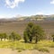Araucarias in Malalcahuello Park, Chile