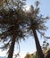 Araucarias tree in Malalcahuello Park, Chile