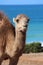 The Arbian Camel