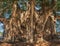 Arbol del Tule , Montezuma cypress tree in Tule. Oaxaca, Mexico