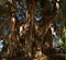 Arbol del Tule , Montezuma cypress tree in Tule. Oaxaca, Mexico