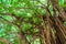 Arbor of old banyan tree