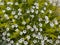 Arbor, white little flowers against green ground cover.