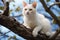 Arboreal charm a white cat on a tree branch adds a touch of elegance