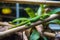 arboreal gecko pictures