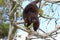 Arboreal Mountain Cuscus