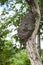 Arboreal Termite Nest
