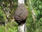 Arboreal Termite nest on tree trunk, Australian nature