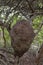 An arboreal termite nest in a tropical forest