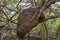 An arboreal termite nest in a tropical forest