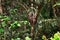 Arboreal in tree aerial termite nest in El Eden, Puerto Vallarta Jungle pathway in Macro, detailed view in Mexico