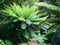 Arborescent ferns and other tropical plants in Parque da Pena Botanical garden, Sintra, Portugal