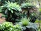 Arborescent ferns and other tropical plants in Parque da Pena Botanical garden, Sintra, Portugal