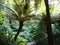 Arborescent ferns and other tropical plants in Parque da Pena Botanical garden, Sintra, Portugal