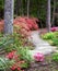 Arboretum Curving Path Among Blooming Azaleas