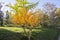 Arboretum tree views in Istanbul