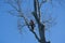 Arborist with chainsaw roped high in tree pruning branches