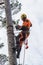 Arborist climbing and cutting a tree