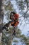 Arborist climbing a tree with a chainsaw